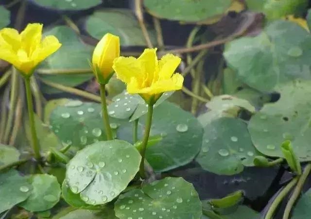 養(yǎng)好這些水生植物勝過(guò)花卉盆栽