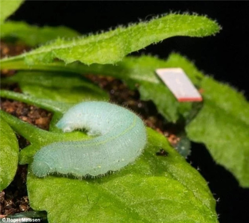 科學發現：植物可以聽到自己被吃掉的聲音