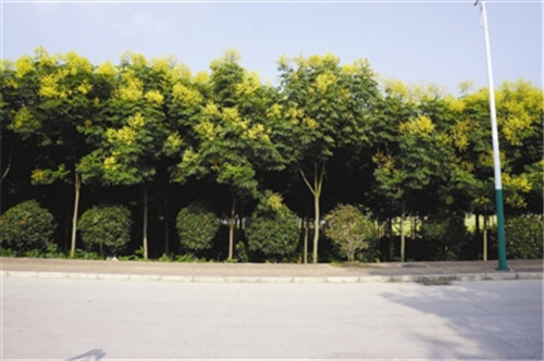 滁州市吹響創建國家森林城市號角