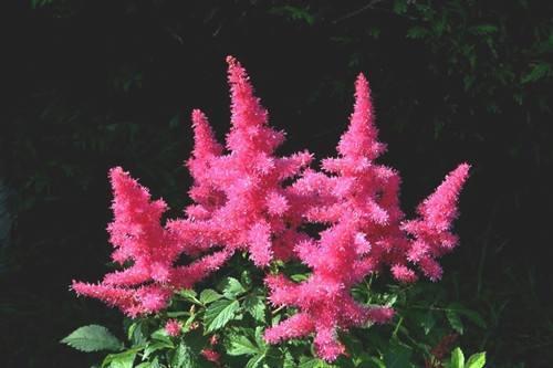 這些花卉植物，在任何地方都可以養殖的很好