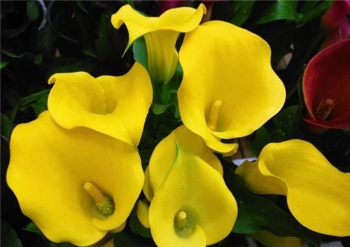 花卉市場里，這幾種花，很受大家喜愛