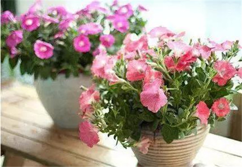 不想給花卉換盆，花卉盆土不板結(jié)怎么辦