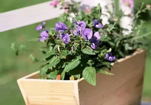 不想給花卉換盆，花卉盆土不板結(jié)怎么辦