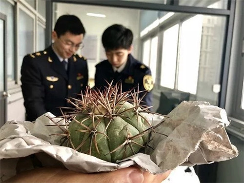 大量瀕危植物在江蘇蘇州國際郵件口岸落網