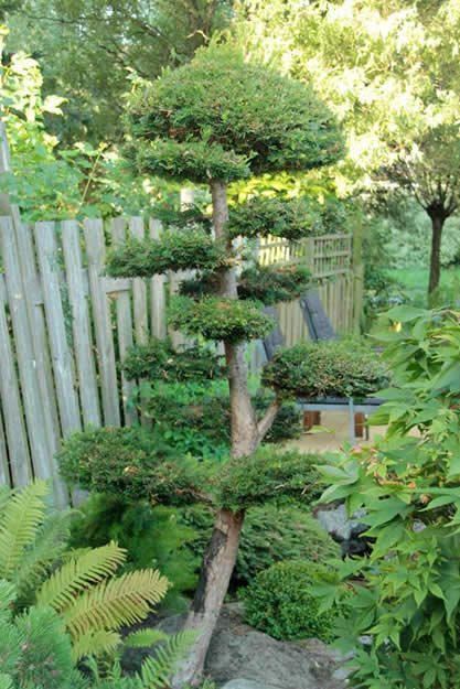 我的花園：帶有日本園林味道的荷蘭花園
