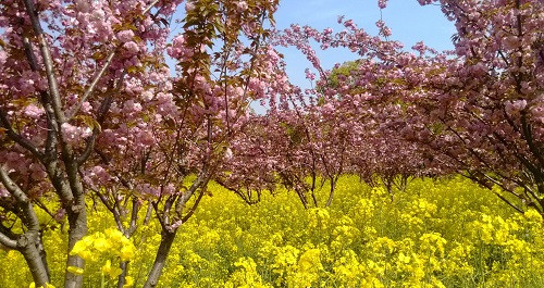 吳中勝境太湖明珠：蘇州上方山國家森林公園