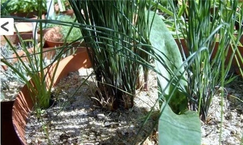 球根多肉植物哪種最好看？香果石蒜不能少