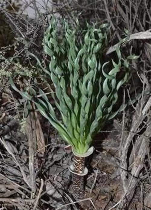 球根多肉植物哪種最好看？香果石蒜不能少