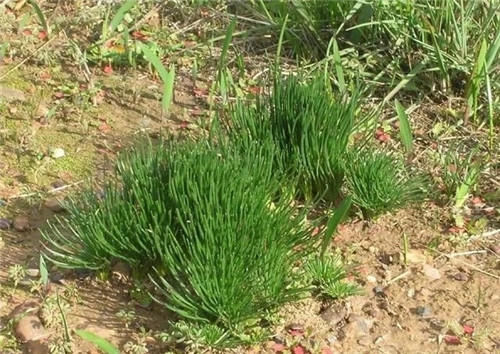 球根多肉植物哪種最好看？香果石蒜不能少