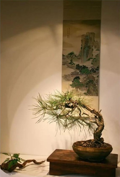 美國費(fèi)城的盆景與插花藝術(shù)展