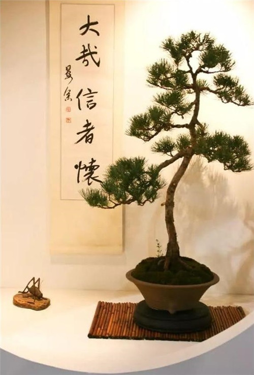 美國費(fèi)城的盆景與插花藝術(shù)展