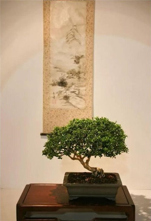 美國費(fèi)城的盆景與插花藝術(shù)展