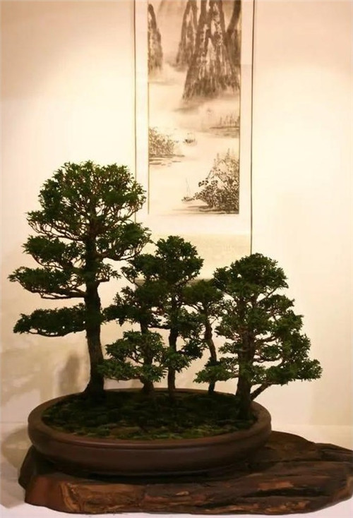 美國費(fèi)城的盆景與插花藝術(shù)展