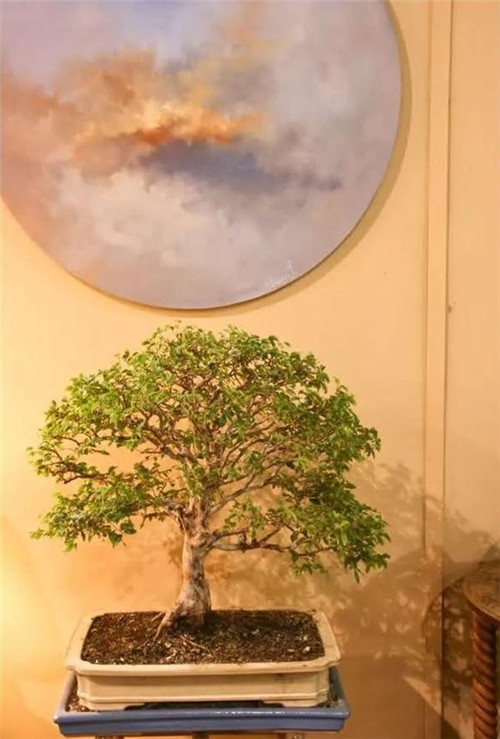 美國費(fèi)城的盆景與插花藝術(shù)展