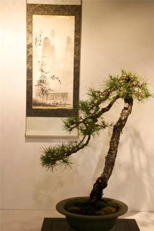美國費(fèi)城的盆景與插花藝術(shù)展
