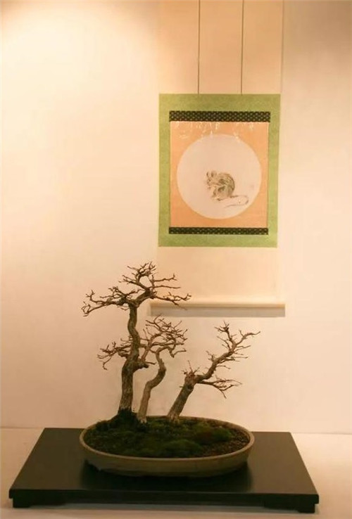 美國費(fèi)城的盆景與插花藝術(shù)展
