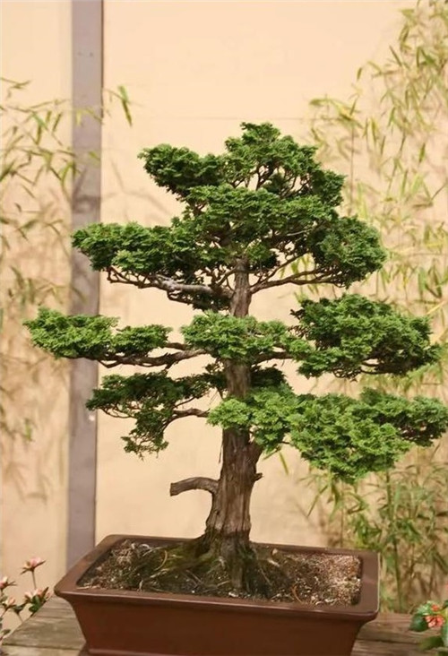 美國費(fèi)城的盆景與插花藝術(shù)展