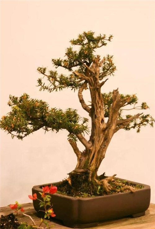 美國費(fèi)城的盆景與插花藝術(shù)展