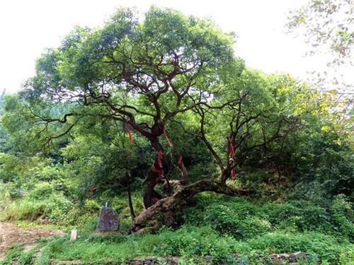 走進千年古樹群風景區