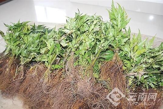 紅河金平森警農(nóng)貿(mào)市場(chǎng)查獲瀕危野生植物