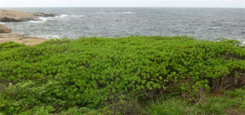 研究人員發(fā)現(xiàn)我國(guó)被子植物新記錄
