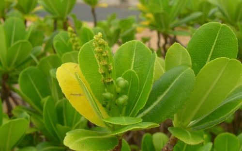 研究人員發(fā)現(xiàn)我國(guó)被子植物新記錄