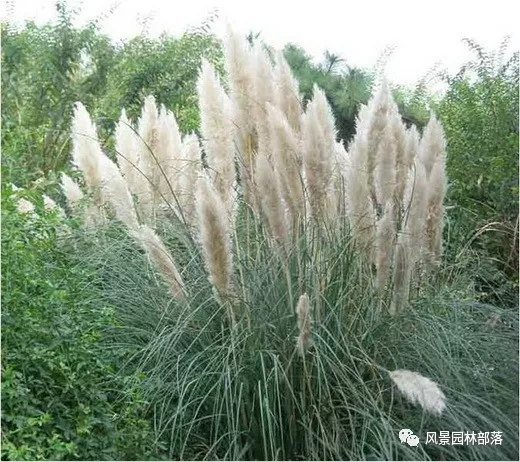 巧妙識(shí)別23種景觀設(shè)計(jì)常用觀賞草