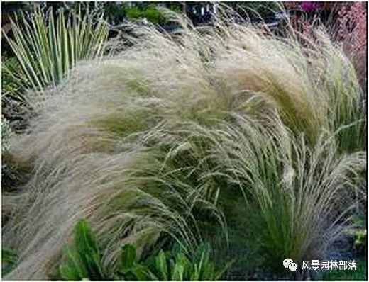 巧妙識別23種景觀設計常用觀賞草