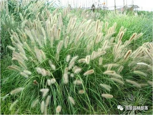 巧妙識別23種景觀設計常用觀賞草
