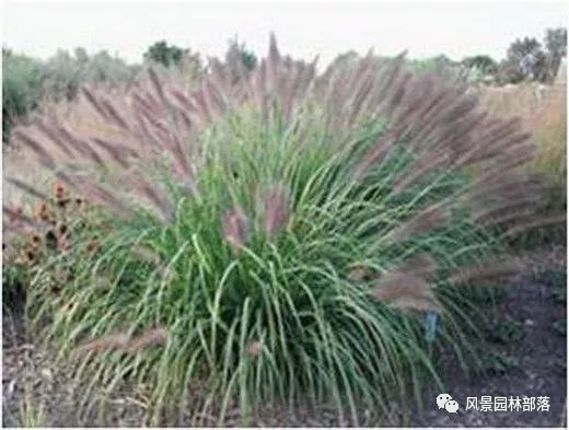 巧妙識別23種景觀設計常用觀賞草