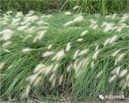 巧妙識別23種景觀設計常用觀賞草