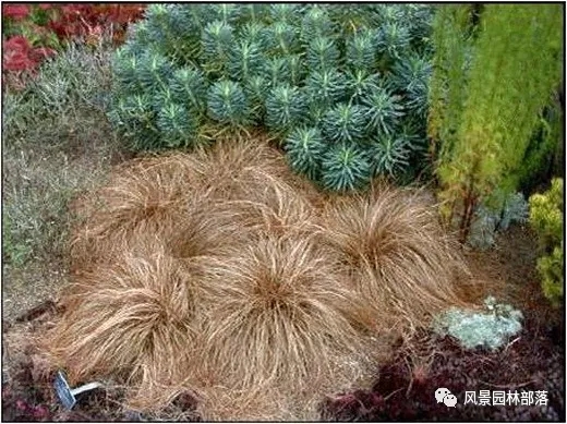 巧妙識別23種景觀設計常用觀賞草