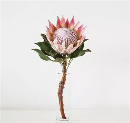 花藝中最受歡迎的10種花材，你都知道嗎？