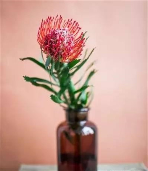 花藝中最受歡迎的10種花材，你都知道嗎？
