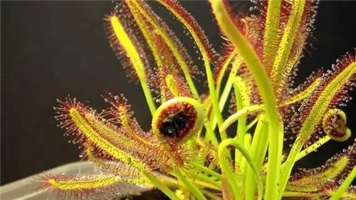 9種擁有動物行為的植物