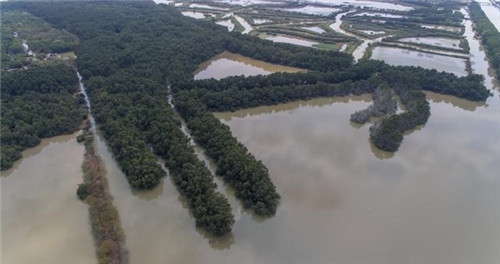 航拍廣州最大的濕地公園——南沙濕地公園