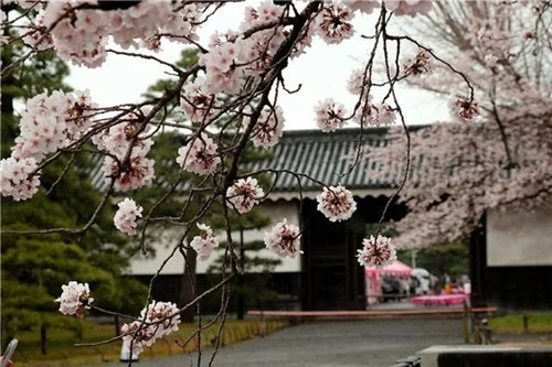 日本民宿，日本京都旅游住宿推薦