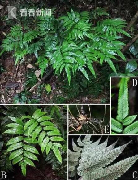 辰山植物園研究團(tuán)隊(duì)發(fā)現(xiàn)新隱存種印禪雙蓋蕨