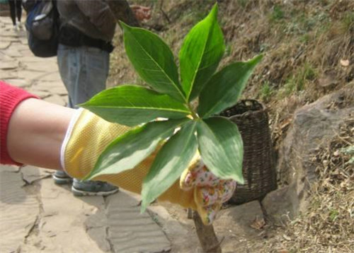 農(nóng)村這種野草，它在民間的珍貴價值