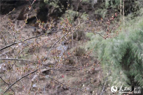 云南大理發(fā)現(xiàn)瀕危野生植物領(lǐng)春木