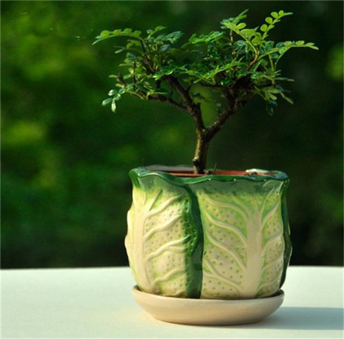 這5種清香花卉你要養，開花了，比香水還香！
