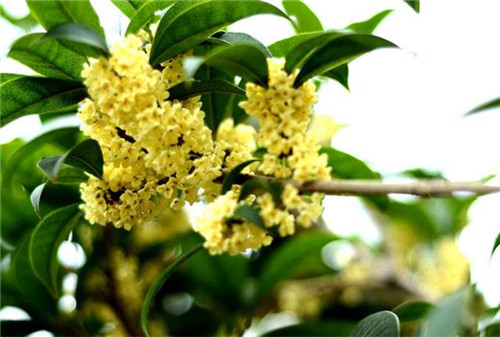 這5種清香花卉你要養，開花了，比香水還香！