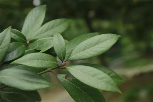 珍稀瀕危植物的多樣性與保護(hù)