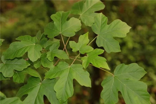 珍稀瀕危植物的多樣性與保護(hù)