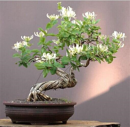 這花卉種庭院美哭了，清香撲面，花瓣搖曳