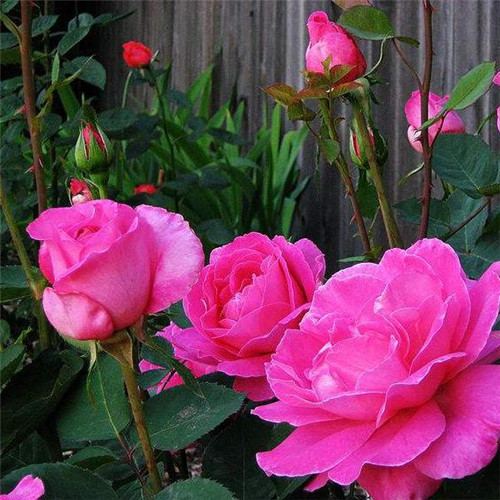 這花卉種庭院美哭了，清香撲面，花瓣搖曳