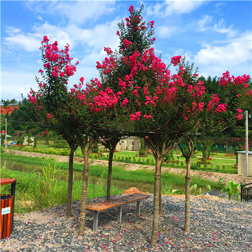 這花卉種庭院美哭了，清香撲面，花瓣搖曳