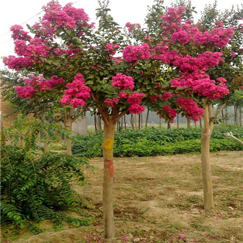 這花卉種庭院美哭了，清香撲面，花瓣搖曳