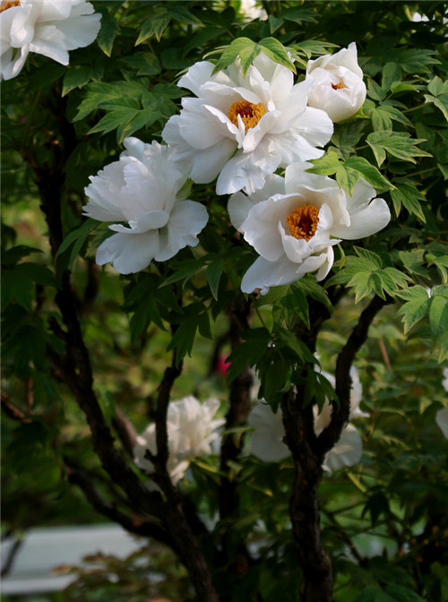 這花卉種庭院美哭了，清香撲面，花瓣搖曳