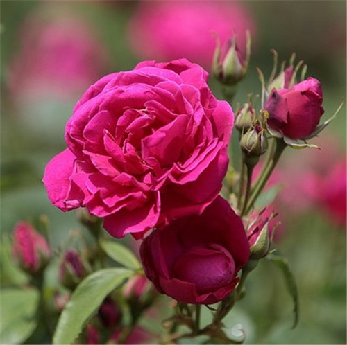 這花卉種庭院美哭了，清香撲面，花瓣搖曳